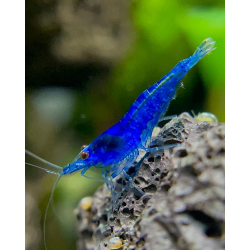 paket 100pcs udang hias blue diamond aksesoris akuarium aquascape