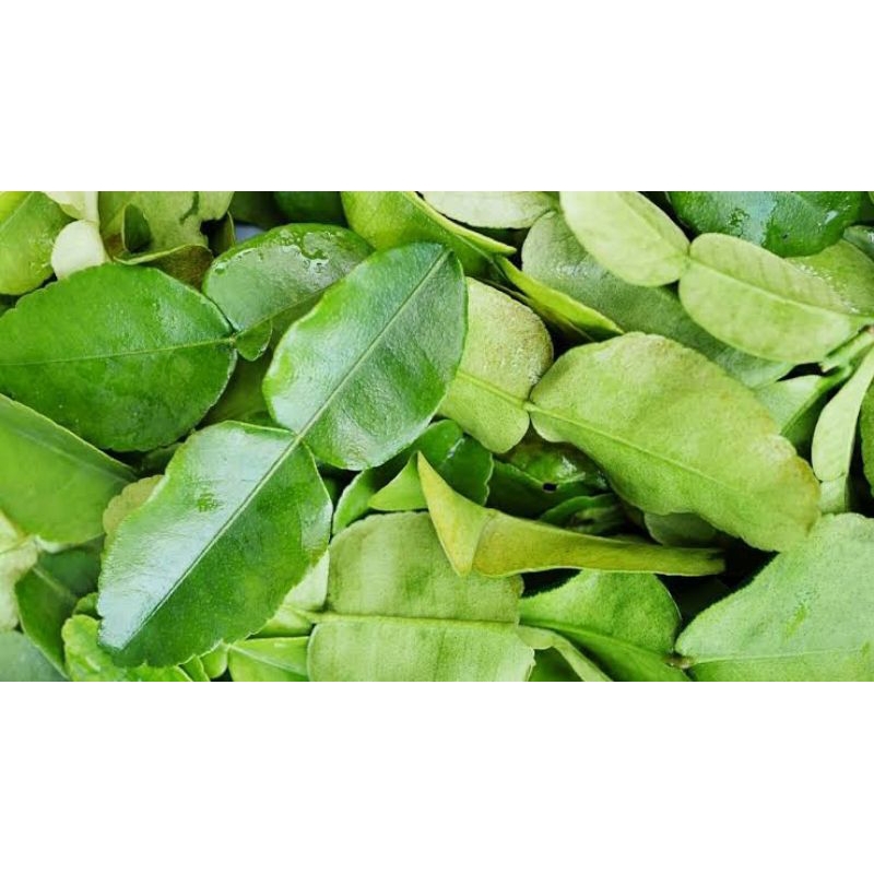 

EKONOMIS: Daun Jeruk Purut Segar Kaffir Lime Leaf Fresh Per Plastik Murah Bumbu Dapur Herbal Rempah-rempah Empon-empon