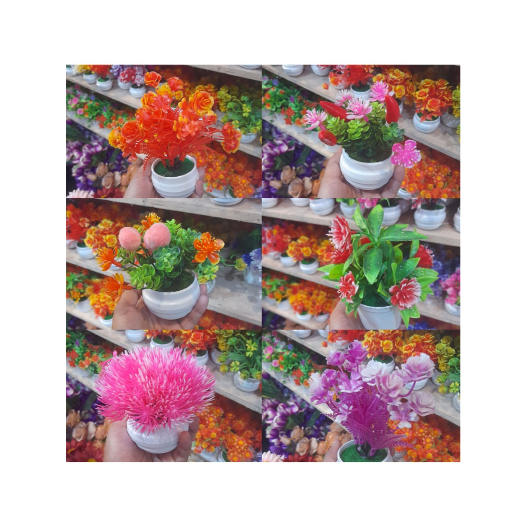 BONSAI Bunga MURAH Hias Macam Macam Variasi