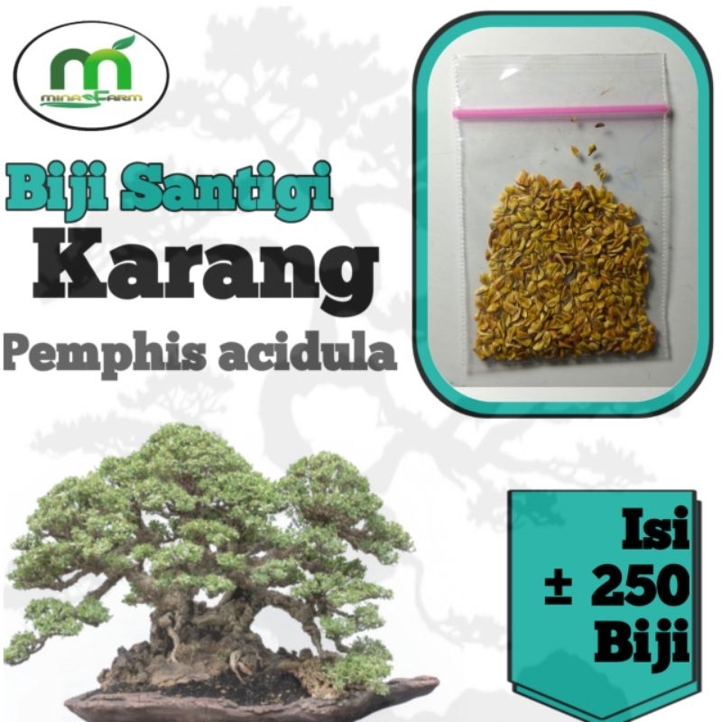 BIJI BAHAN BONSAI SANTIGI KARANG SULAWESI ISI ±250 BIJI.