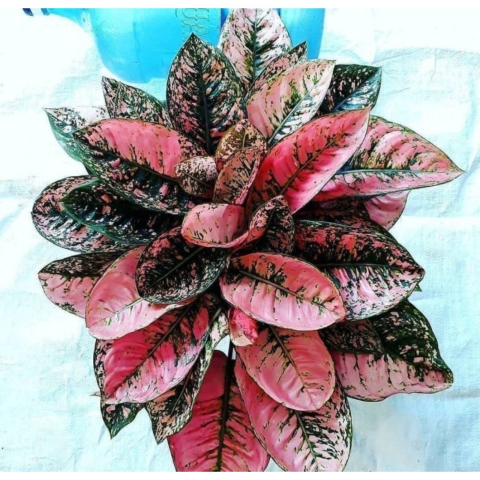 Aglonema Ruby compakta Bibit Bonggol