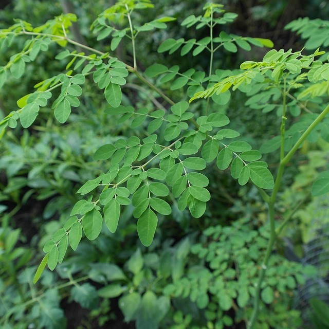 

daun kelor segar dipetik dadakan dari pohon 50 gram