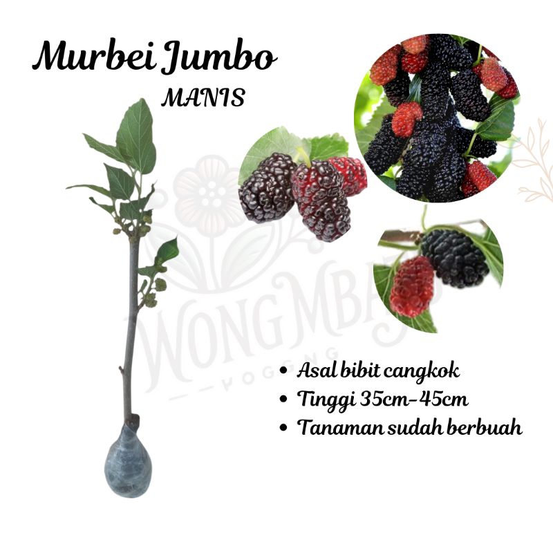 Bibit Tanaman Buah Murbei Sudah Berbuah