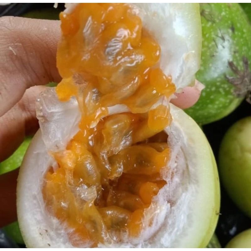 

BUAH MARKISA 3 PCS BUAH MARKISA SUPER BAGUS GARANSI UANG KEMBALI KETIKA BARANG TIDA SESUAI