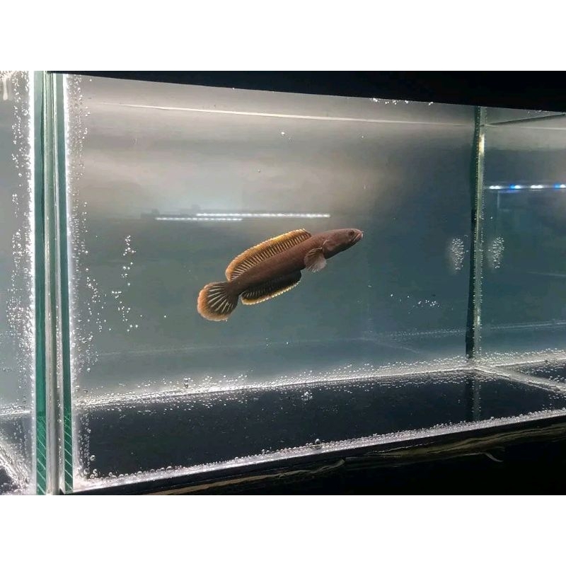 Limbata rim tebal gondrong size besar