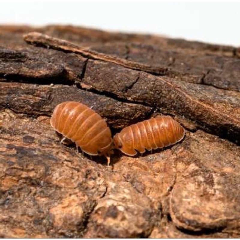 Isopod cubaris murina orange (bonus blue powder 3 ekor)