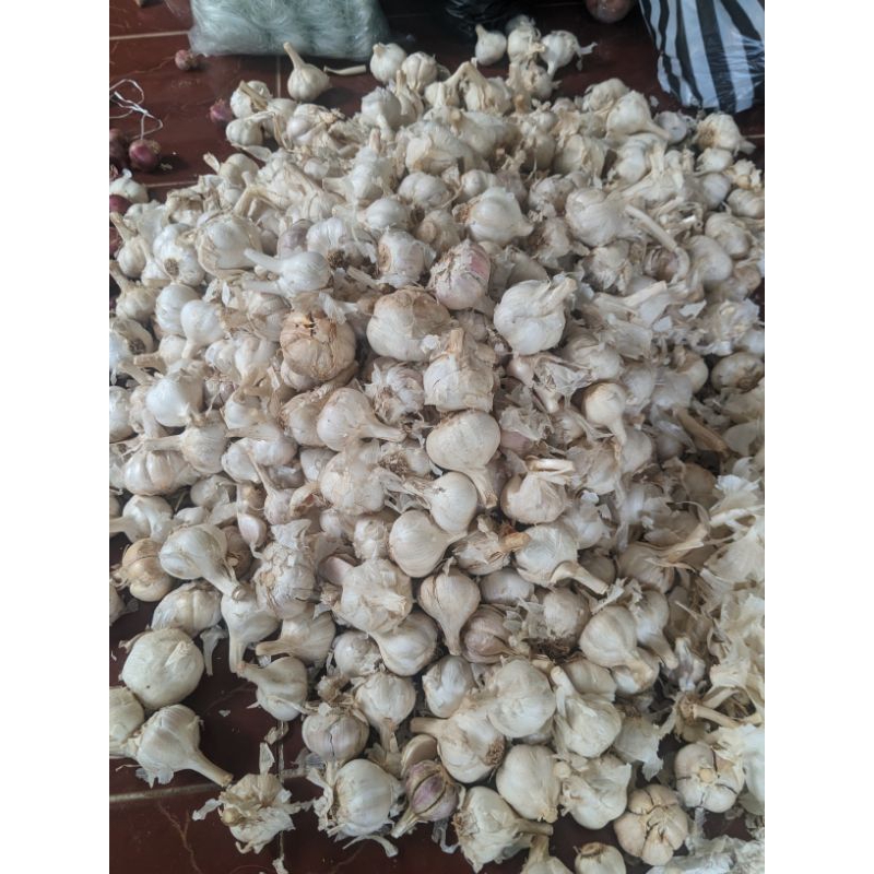 

bawang putih lokal