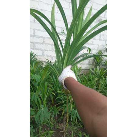 

Daun Saam Fresh 50 lembar