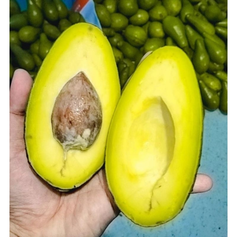 

Alpukat Mentega Super