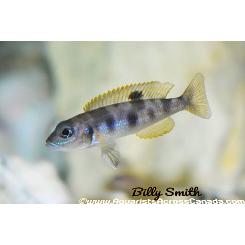 Lepidiolamprologus Hecqui Shell Living Cichlid Lake Tanganyika