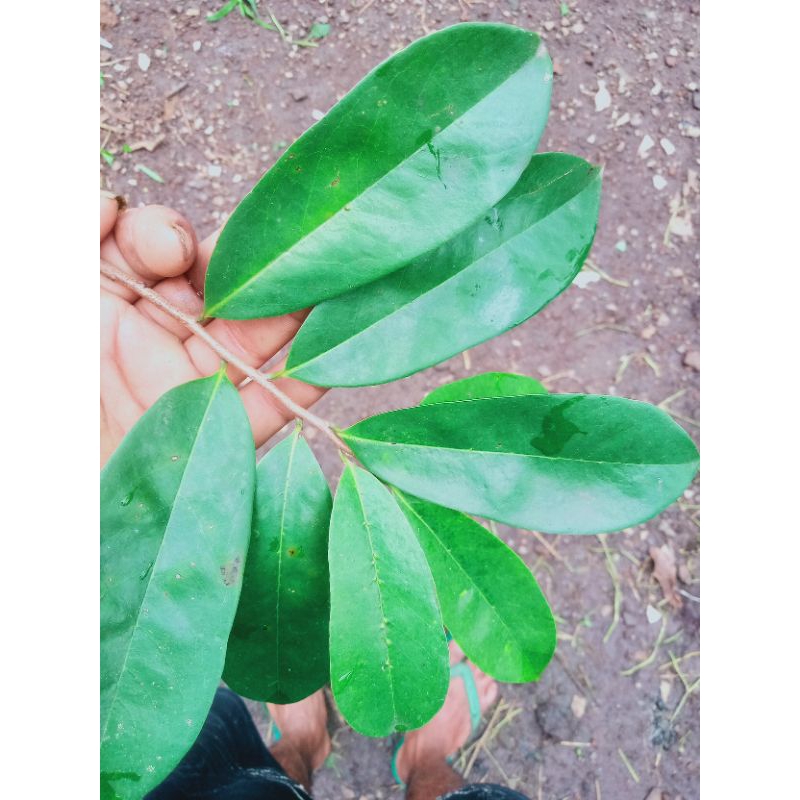 

daun sirsak frees100%organik