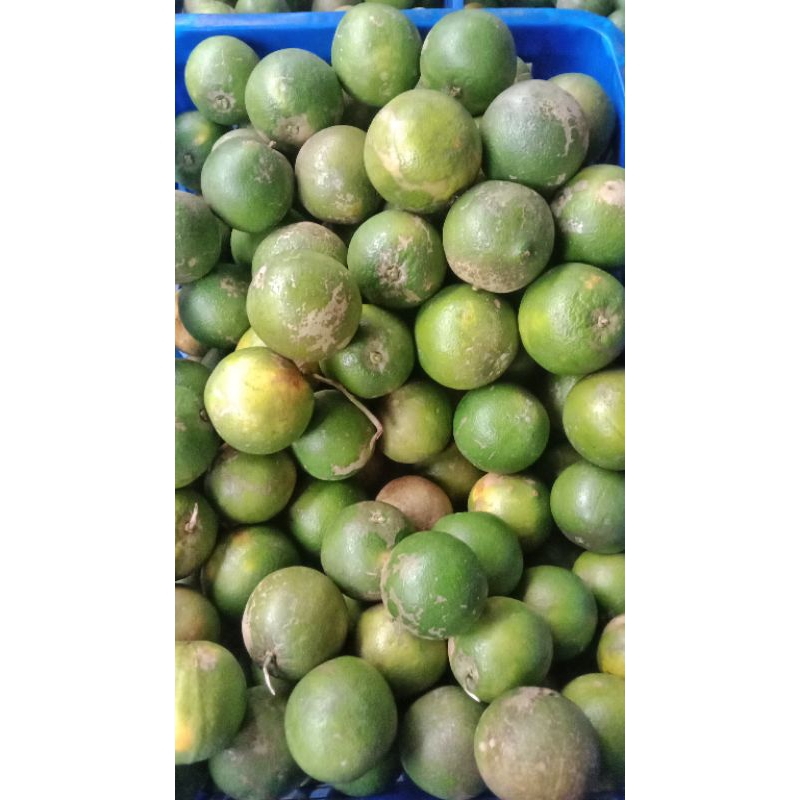 

Jeruk Baby Java Hijau/Kekuningan Fresh Berat 4Kg (Size Kecil)