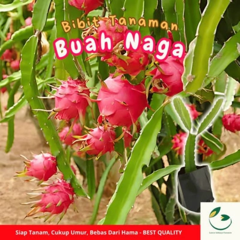 Bibit Buah Naga merah - Bibit stek buah Naga merah