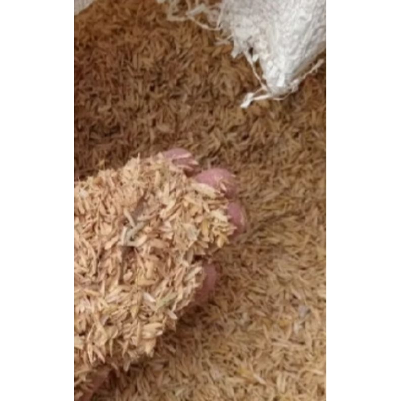 SEKAM PADI KERING MENTAH... MURAH