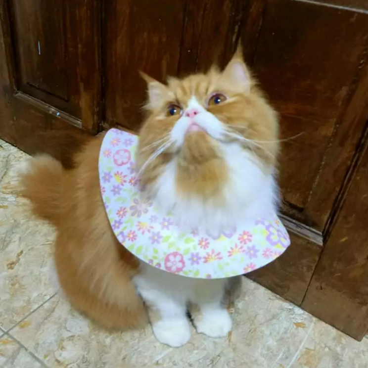 ISTARFI - Collar corong kain pelindung leher anjing kucing ukuran Small S