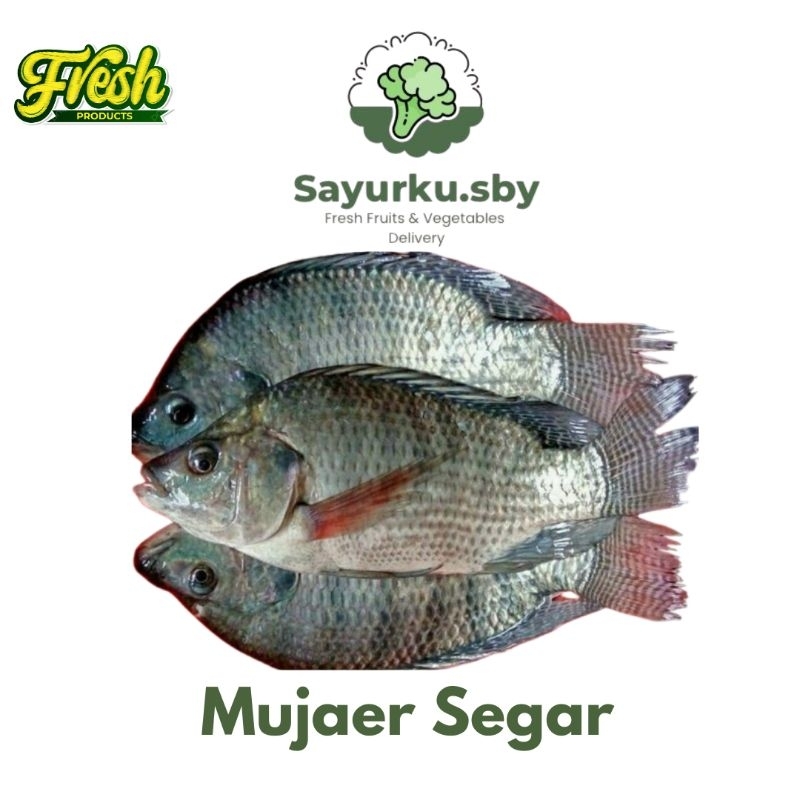 

Ikan Mujair FRESH 500GR