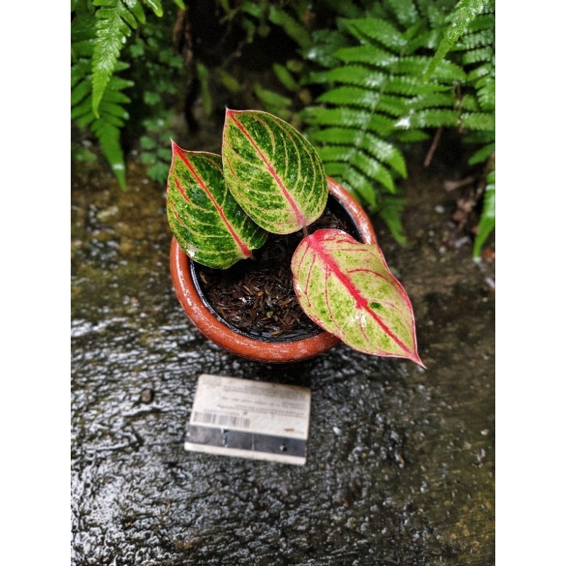 AGLONEMA GOLIATH TRAH MERAH