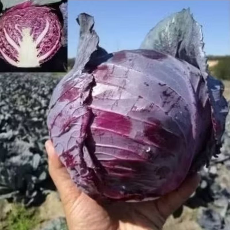 BENIH KOL UNGU BENIH SAYUR SERIBUAN