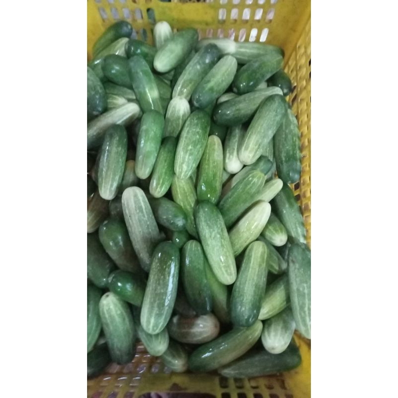

timun dan tering ungu super promo murah