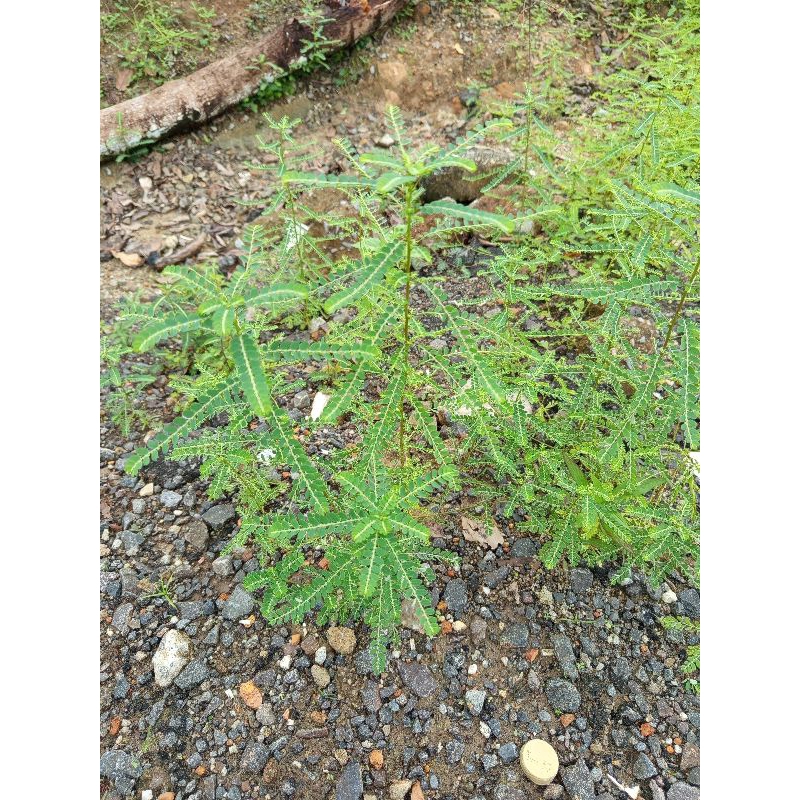 

daun meniran segar 200gram alami segar