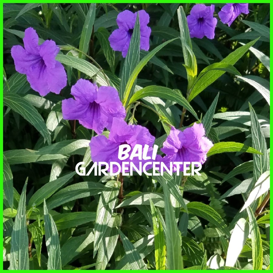 Tanaman Hias Ruellia Mexicana Petunia - Ruellia Tegak