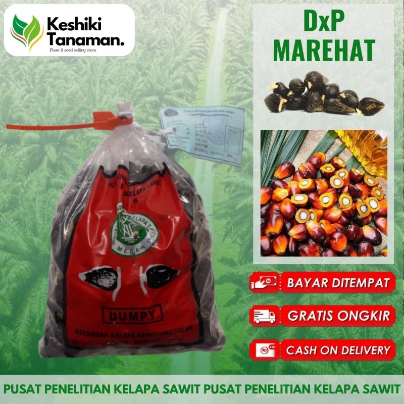 Kecambah Sawit PPKS DxP DxP Dumpy