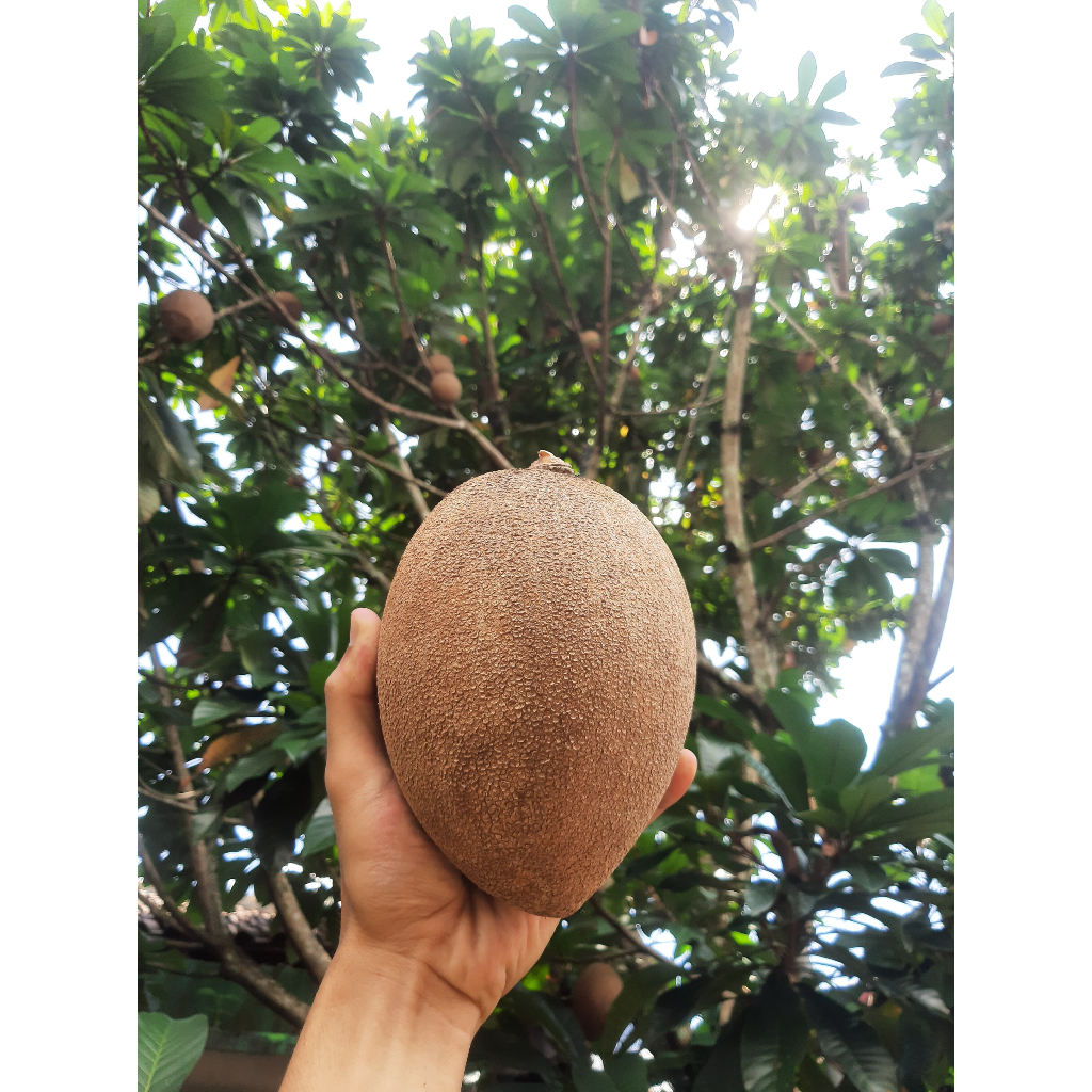 

Buah Mamey Sapote Magana/Keywes Rasa Manis Legit & Creamy!