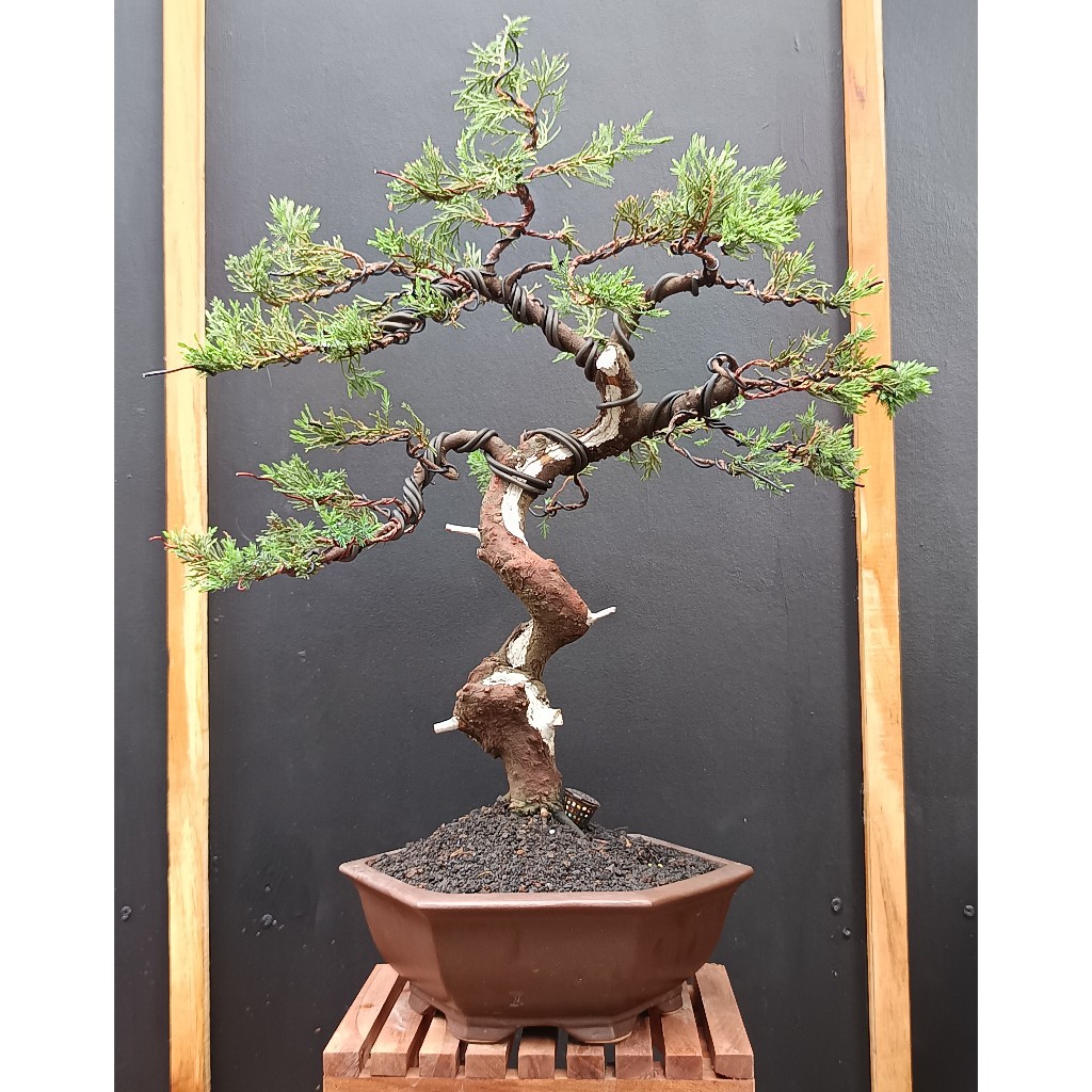 BONSAI CEMARA SINENSIS / JUNIPERUS CHINENSIS