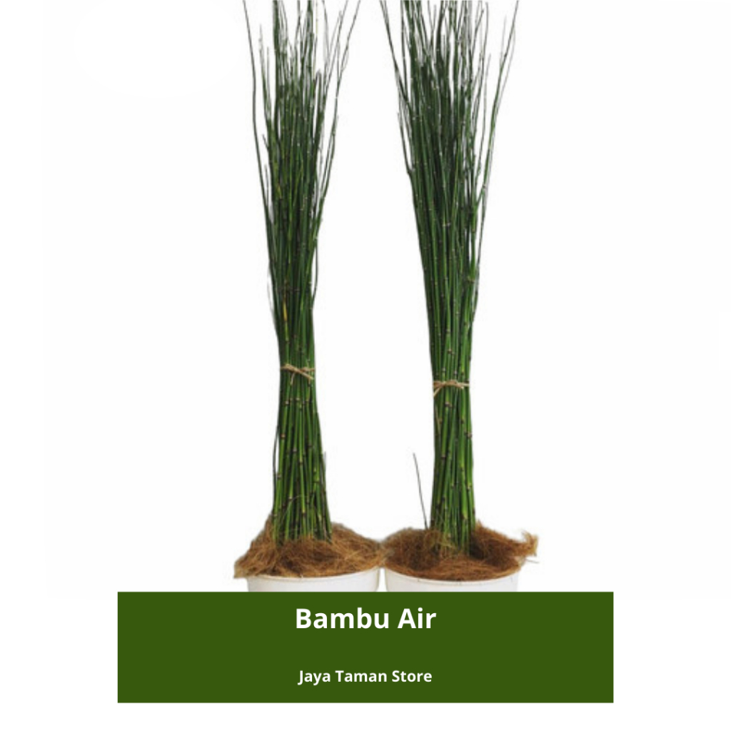 Promo COD Tanaman Hias Bambu Air - Tanaman Pagar Bambu Air - Tanaman Outdoor