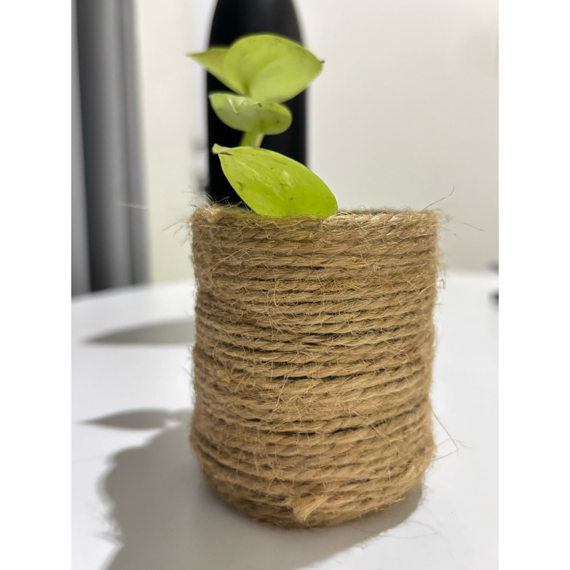 Pot Estetik Indoor free Tanaman