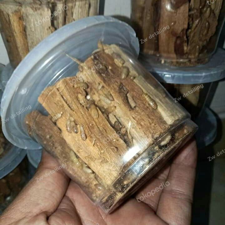 POA PUA RENGAS UMPAN PANCING 250ml