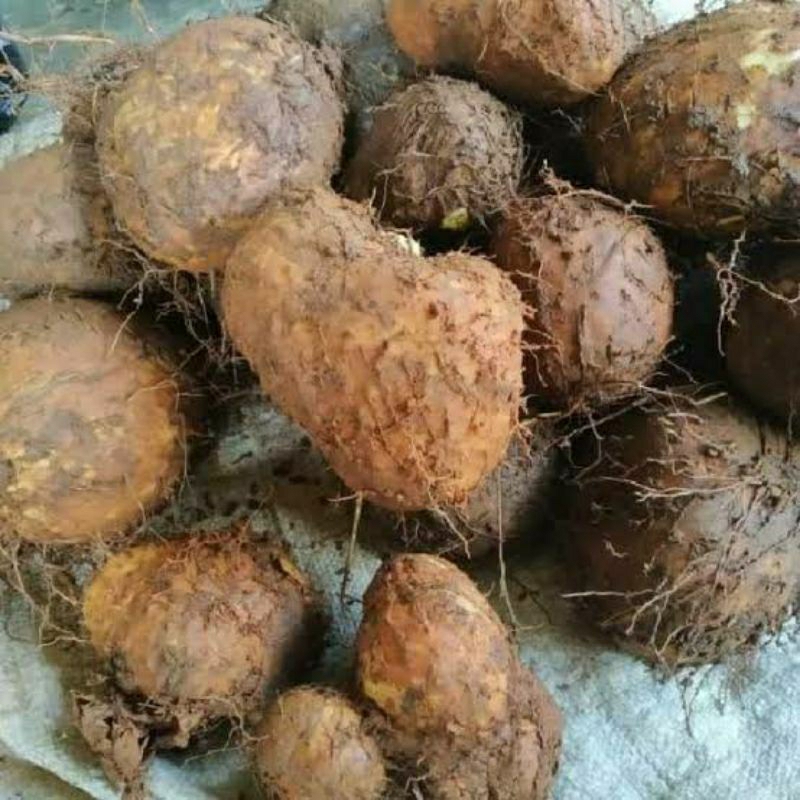 

umbi gadung mentah 1 kg