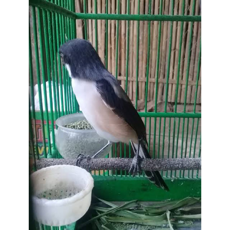 CENDET KEPALA HITAM bahan rawatan mulus