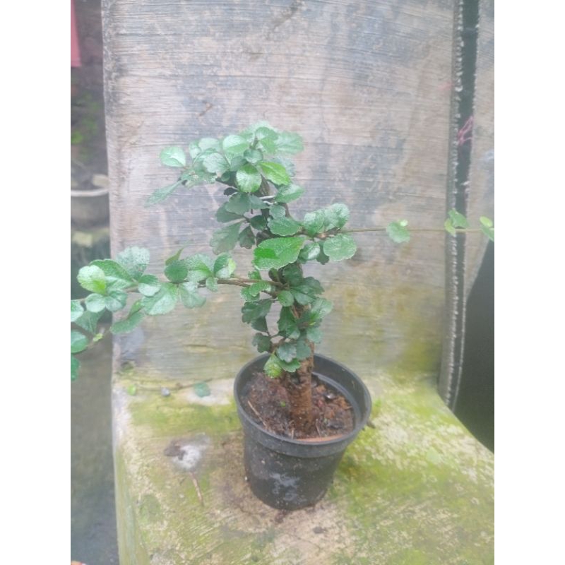 hokiantea