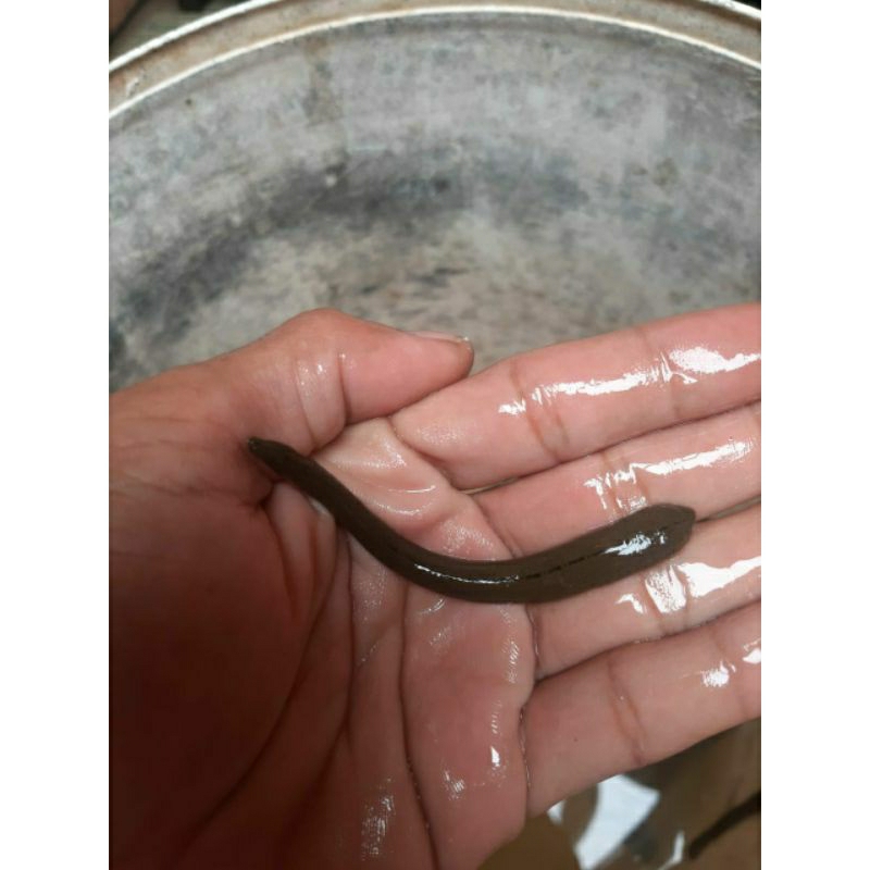 lintah terapi ukuran sedang