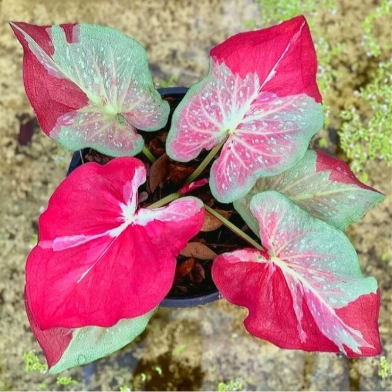 (Bisa COD) Keladi // caladiun shycool // cat tumpah //keladi cat tumpah bukan bonggol