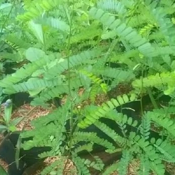 

daun saga segar hijau herbal