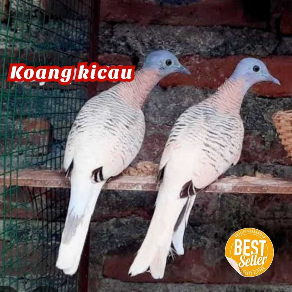 burung perkutut lokal cemani perkutut bangkok perkutut krosing, silver cream, jambul songgoratu, mut