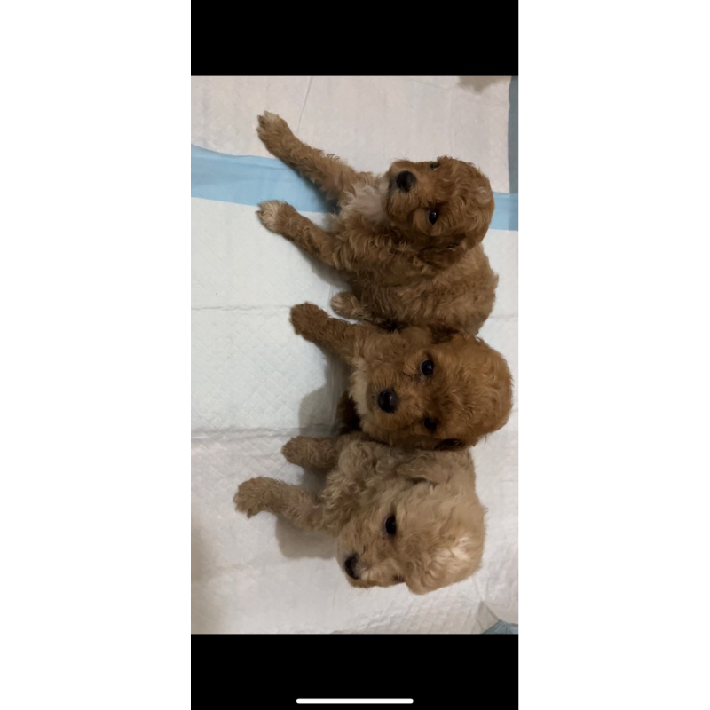 Poodle / Red Toy Poodle / Mainan Poodle / Puppy Poodle / Toy Poodle Mainan
