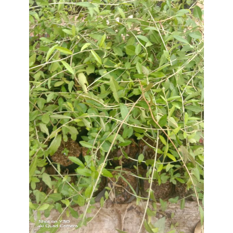 tanaman lee kwan yew/tanaman juntai lee kwan yew