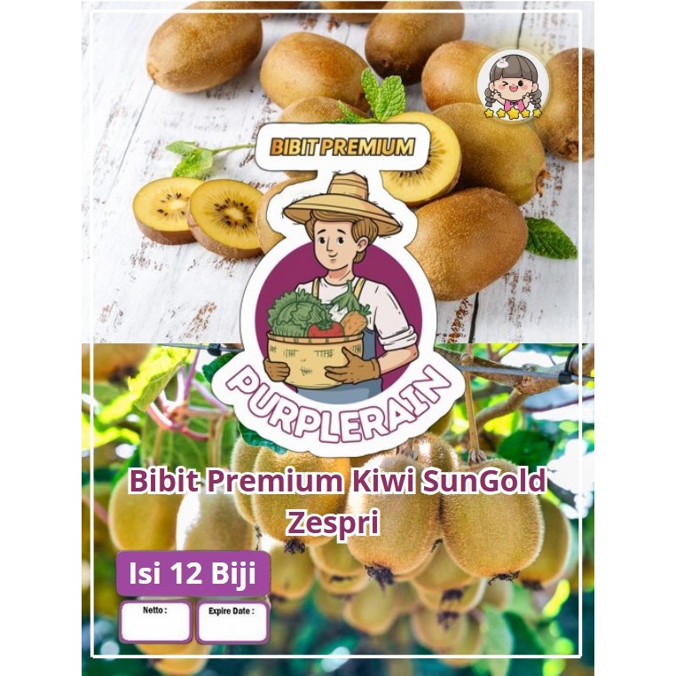 Bibit Premium Kiwi SunGold Zespri Sinisuka  |Benih Kiwi Sun Gold |Bibit Kiwi Gold