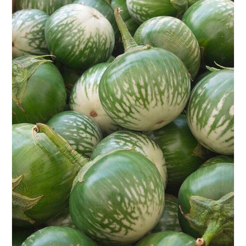 

Terong hijau Bulat Segar Fres 250-1kg