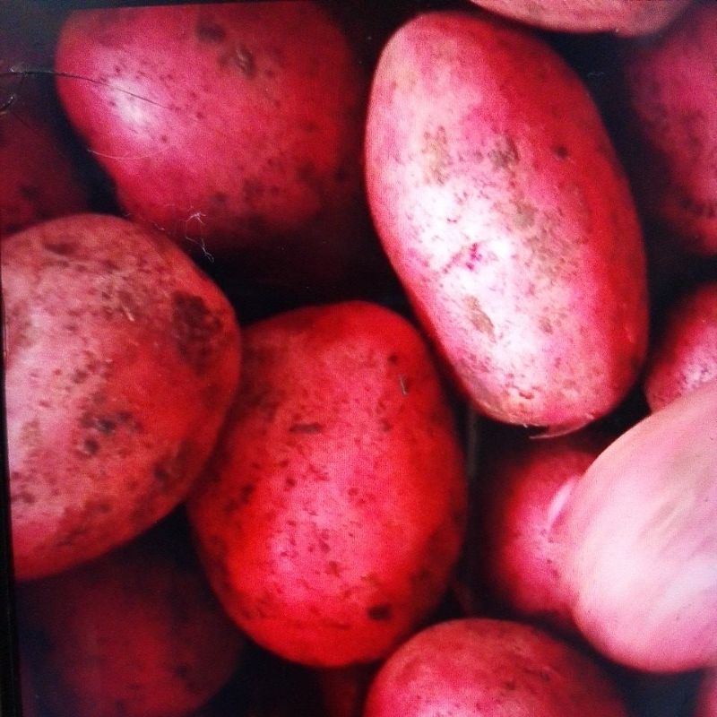 

KENTANG MERAH 1 kg
