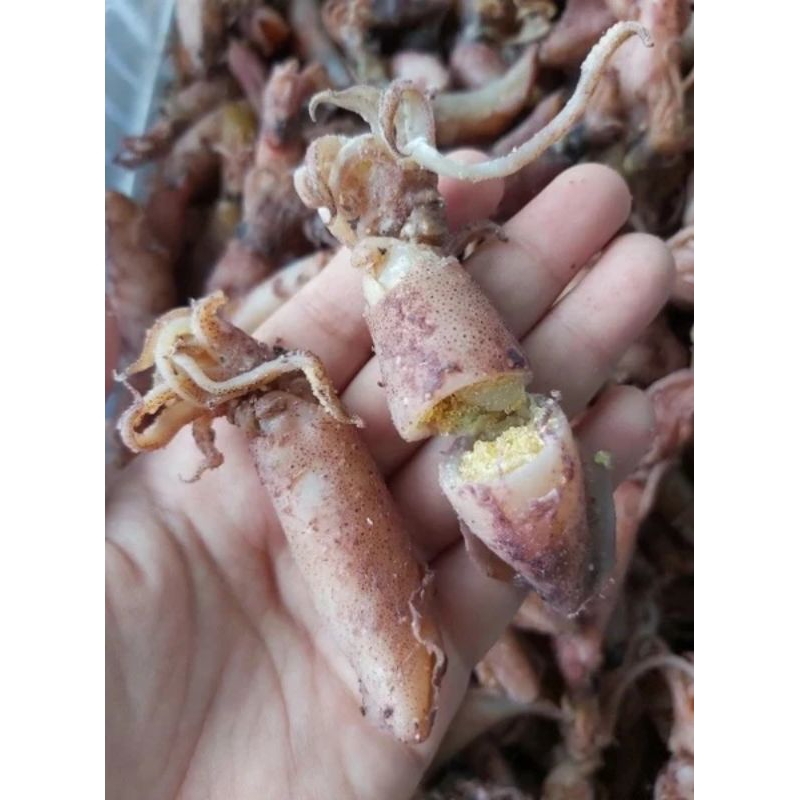 

baby cumi ukuran 1-5 cm