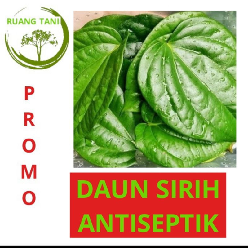 

DAUN SIRIH SEGAR ANTISEPTIK/DAUN SEUREUH 200 GRAM TERMURAH