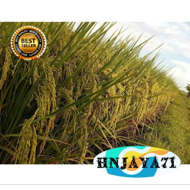 BIBIT PADI INPARI 32 KEMASAN 1 KG