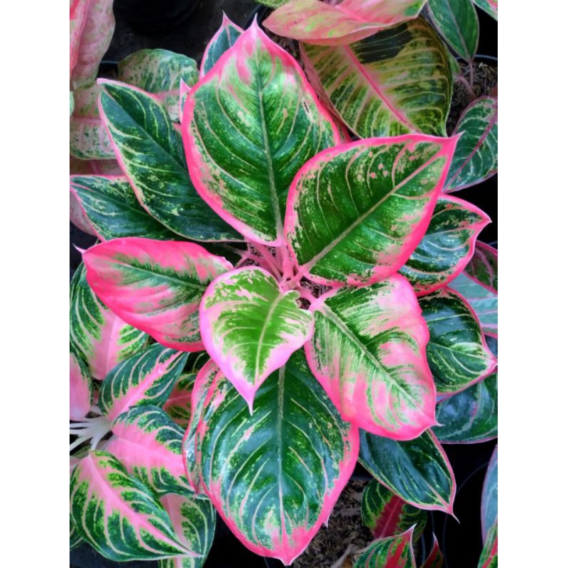 AGLONEMA LIPSTIK GREG No3