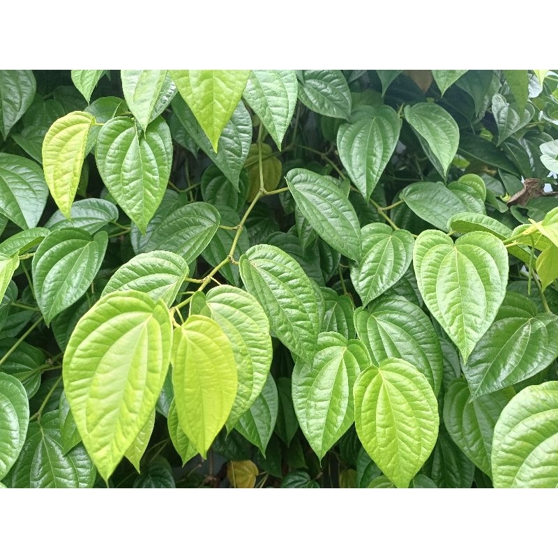 

GRATIS daun sirih segar 1 pcs