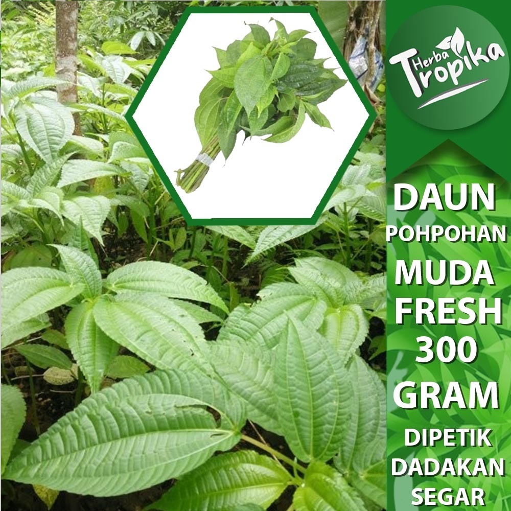 

Daun Pohpohan Sayur lalapan Segar 1 ikat 300 gram toko herba tropika