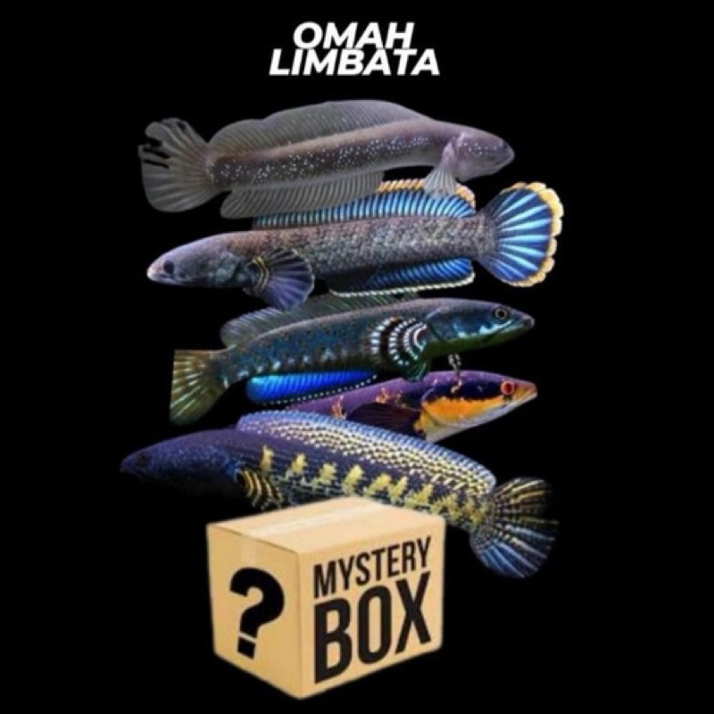 MISTERI BOX CHANNA ISI 2 TANPA ZONK